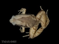 藏品(小雨蛙)的圖片